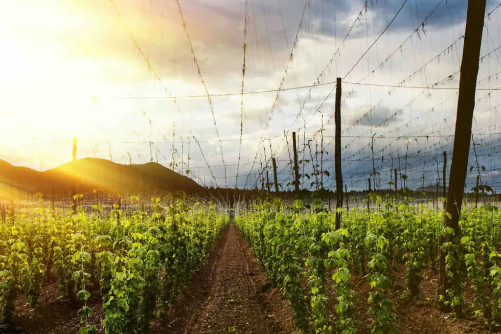 A Field A Hops In The Sunset