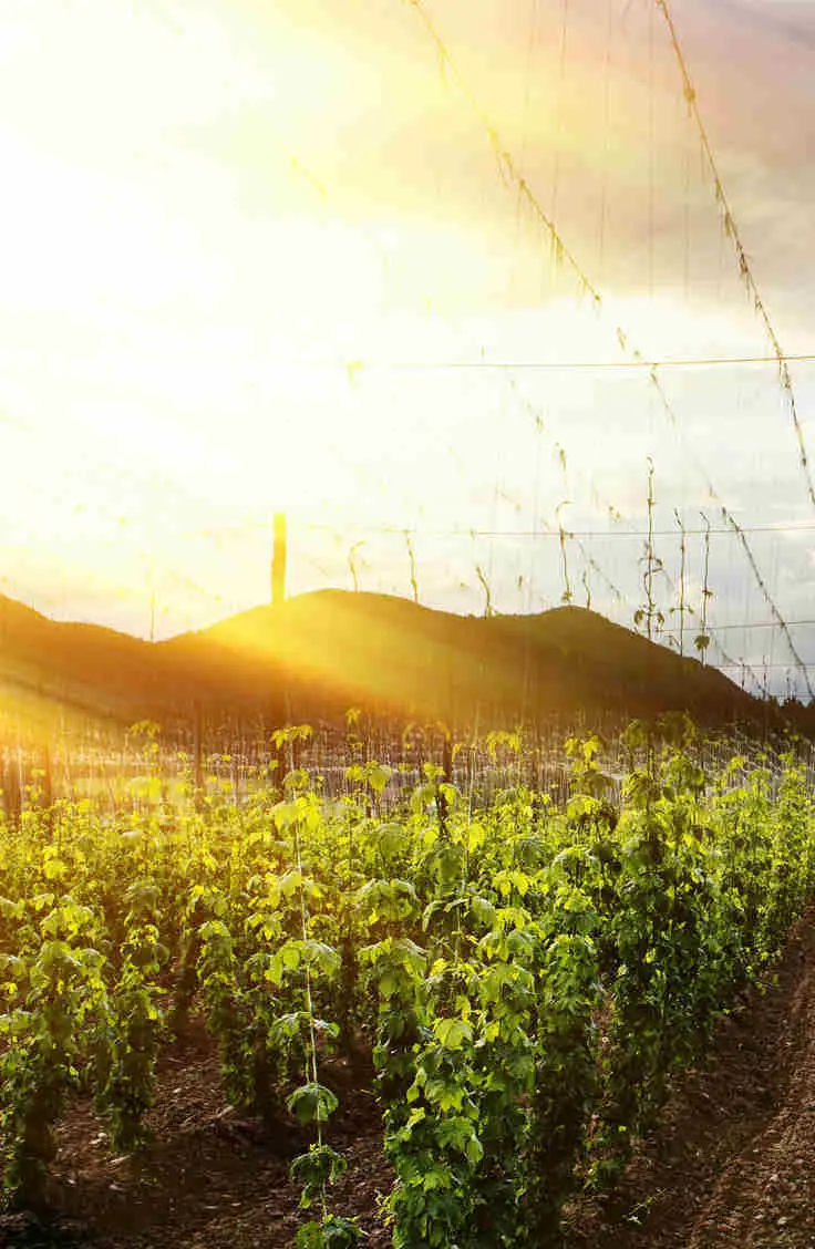 Growing Hops in the Sunset