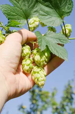 Hops-and-Hand