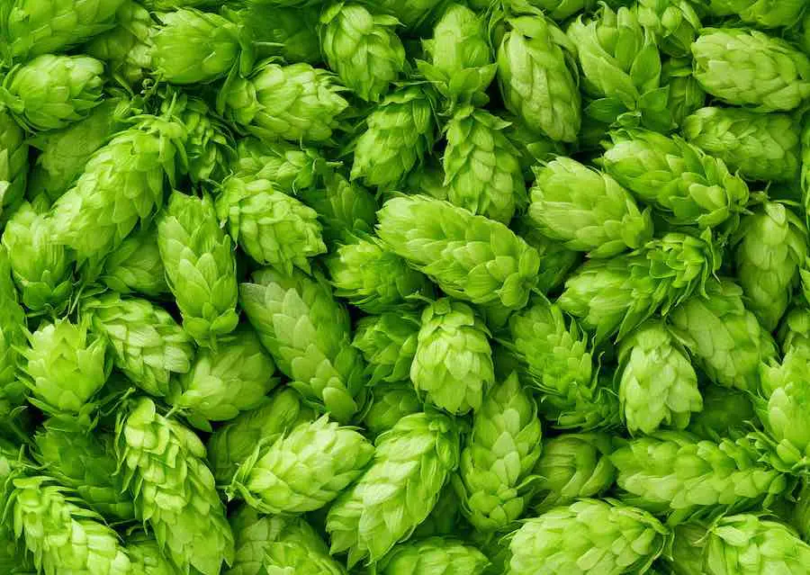 American Lager Recipes: Hops