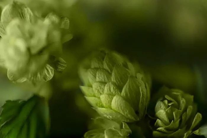Closeup of hops cones.
