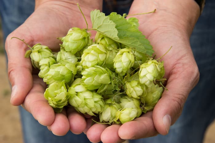 Man holding handfuls of fresh hops cones.