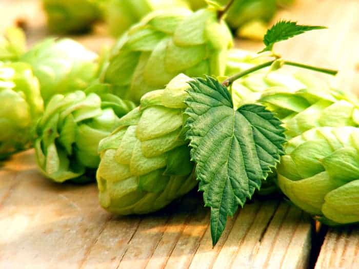 Closeup of picked hops cones on a table.