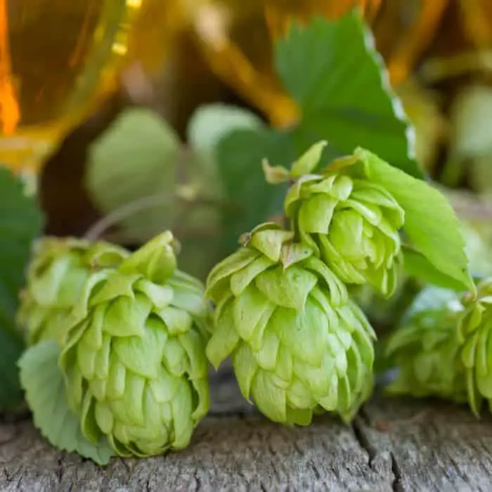Closeup of picked hops cones.