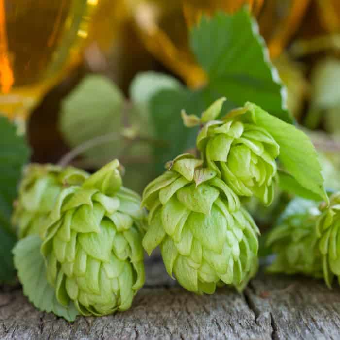 Closeup of picked hops cones.