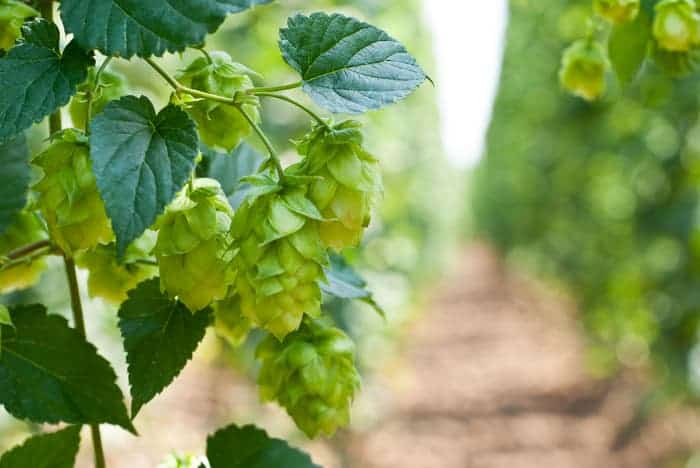 Closeup of hops on a plant, with rows of hops plants in the background.