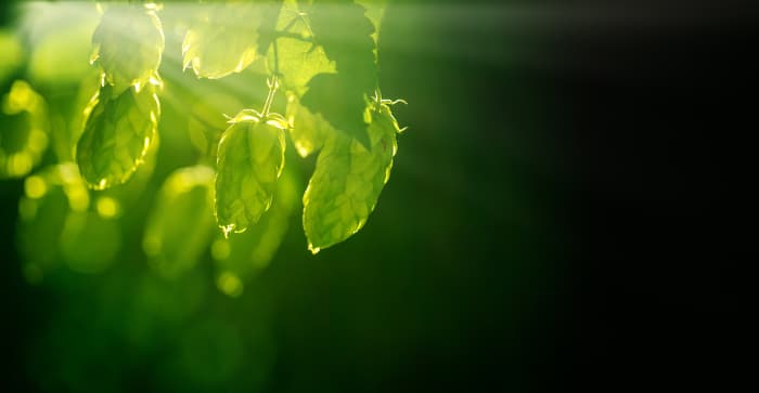 A closeup of hops on a plant.