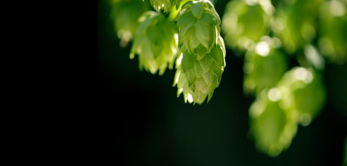 Closeup of hops cones growing on plant.