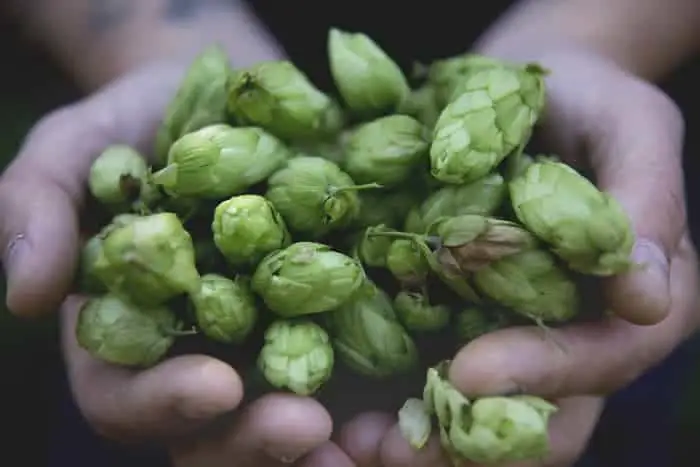 Person holding handful of fresh hops cones.