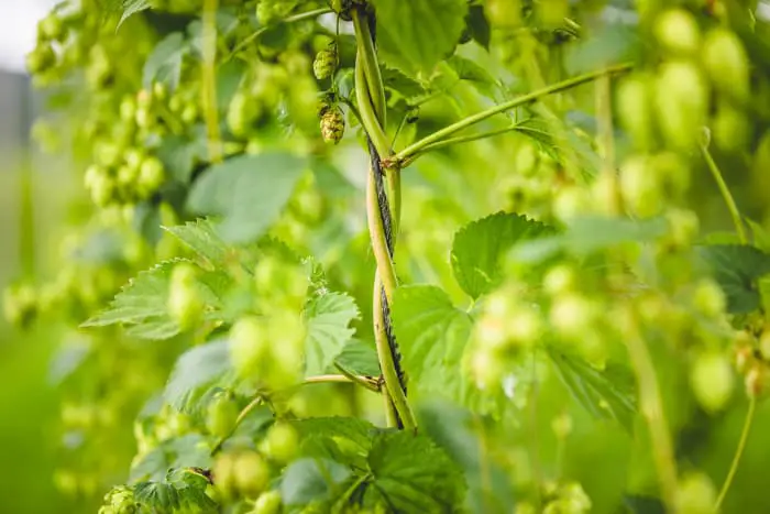Hops bines wrapping around cord.