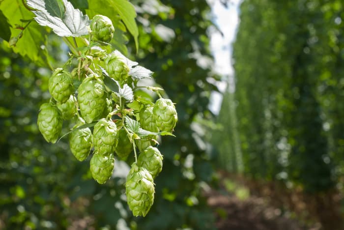 Hops cones on a plant in sunshine.