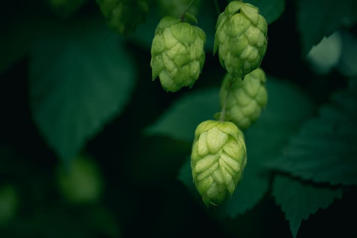 Closeup of hops cones on a plant.