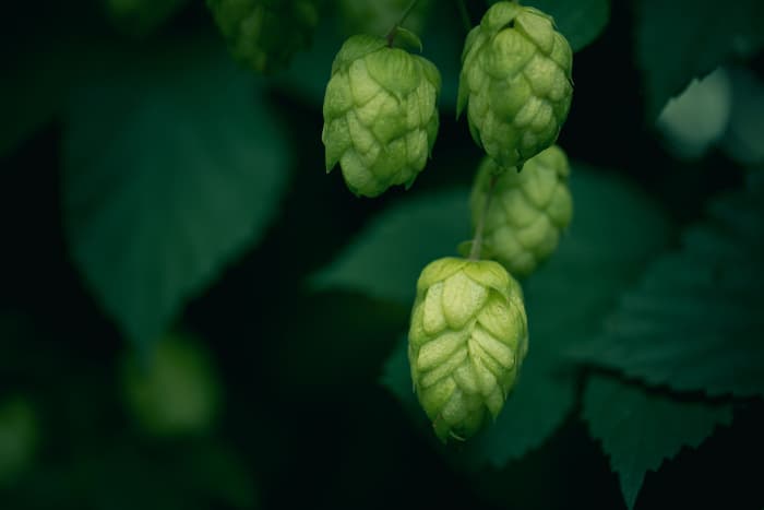 Hops cones on plant.