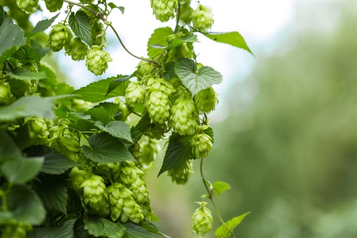 Hops cones growing on a plant.