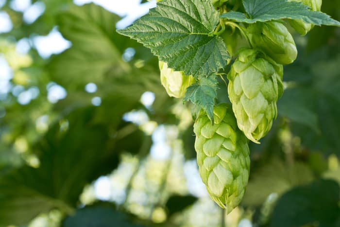 Closeup of hops cones on a plant.