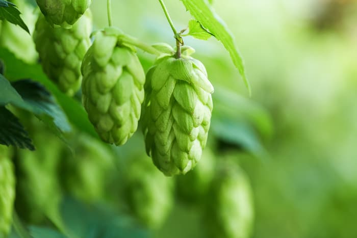 Hops cones on a plant.