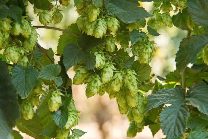 Hops cones on a hops plant.