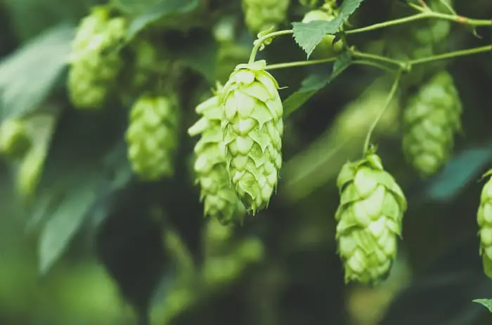 Closeup of hops cones growing on plant.