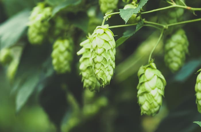 Hops cones growing on plant.