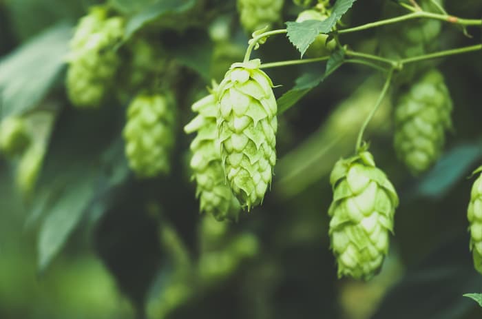 Closeup of hops cones.