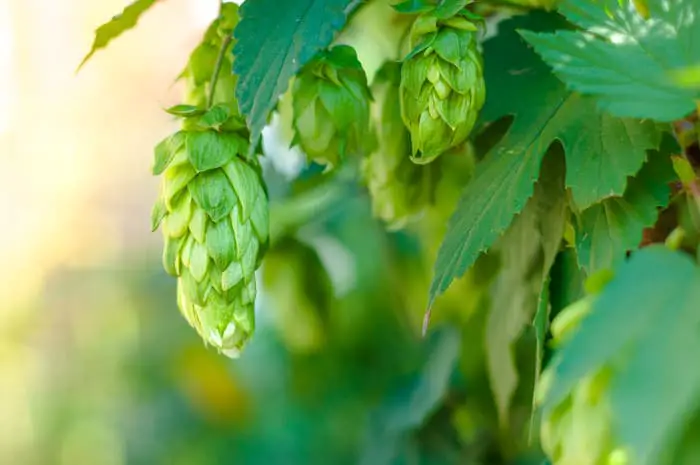 Hops cones on a plant.