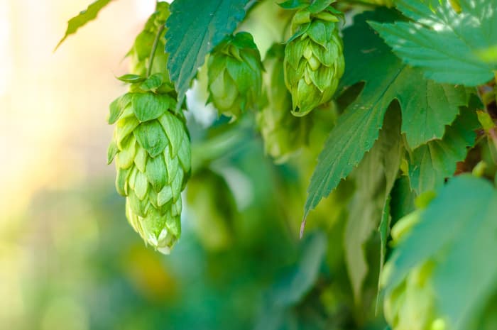 Closeup of hops cones on a plant.