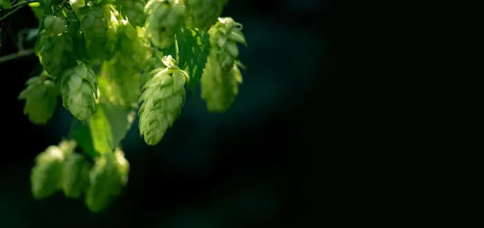 Closeup of hops cones hanging on plant.