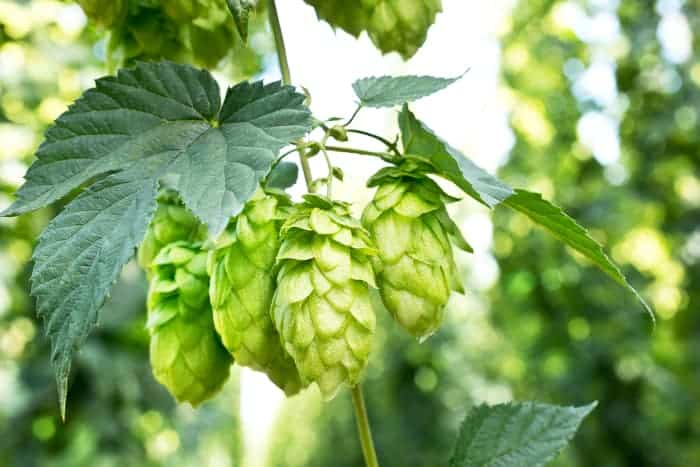 Hops cones on a plant.