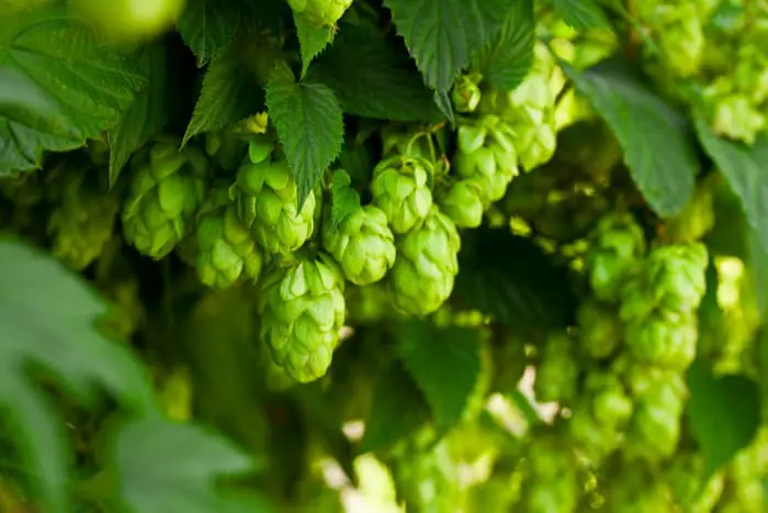 Hops cones on plant.