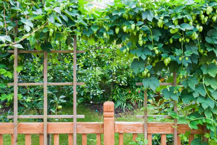 Hops growing on a trellis.