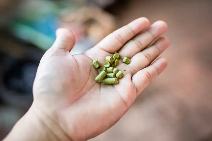 Person holding small amount of hops pellets.