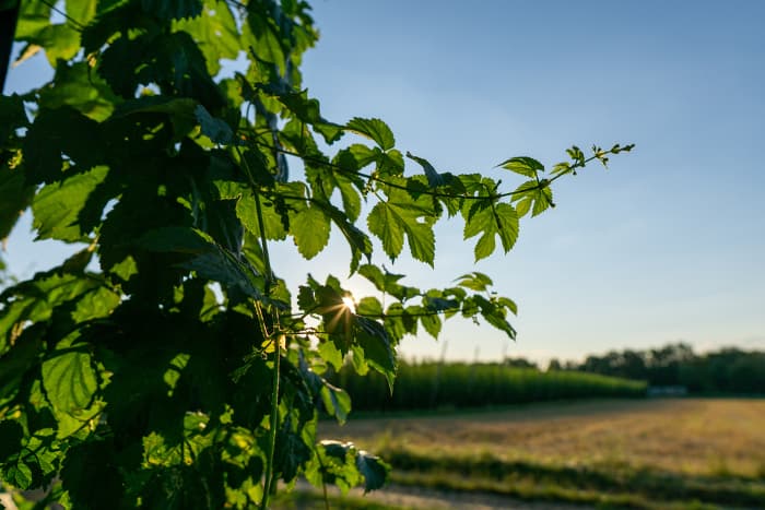 Hops plant in the sun.