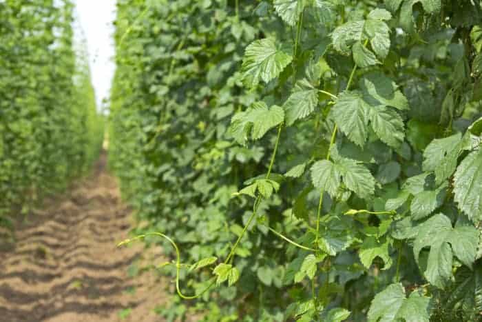 Rows of hops plants in the sunshine.