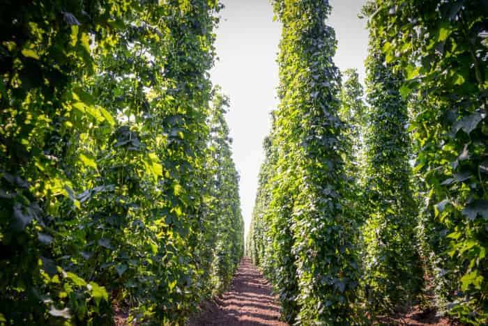 Hops plants growing on tall trellis poles.