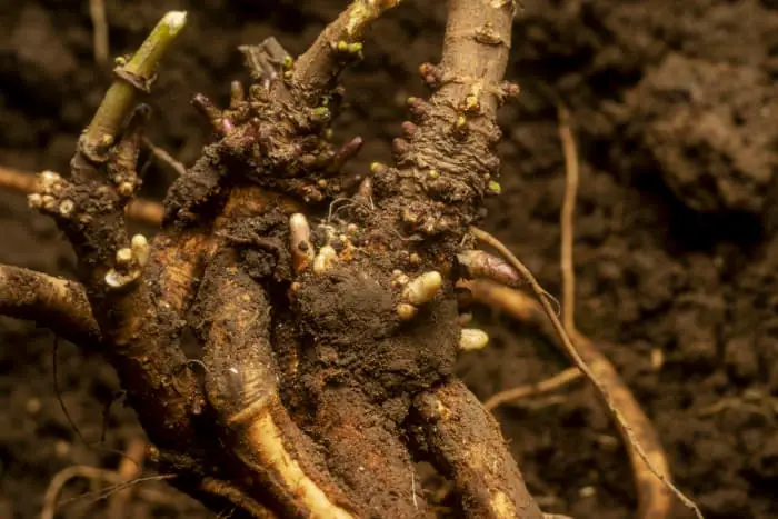 Closeup of a hops rhizome being planted.
