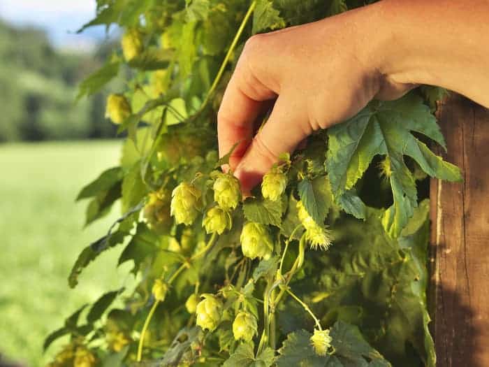 Person picking or pinching a hops cone on a plant.
