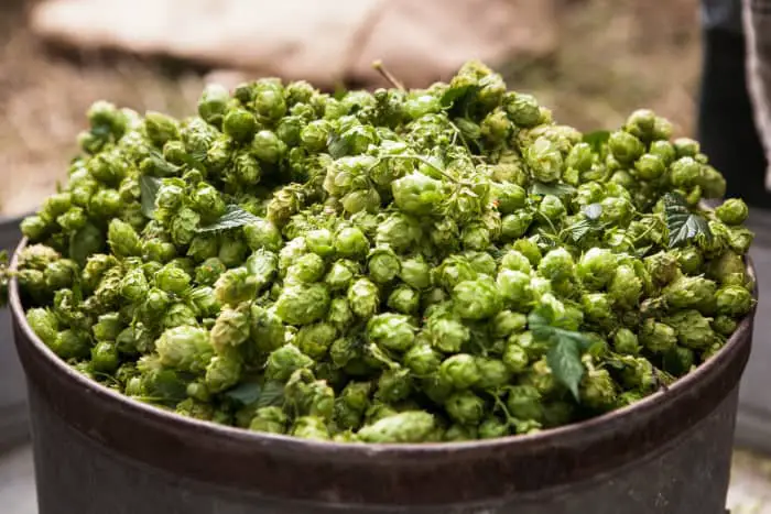 Closeup of a container of fresh hops cones.
