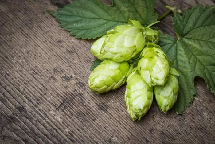 Fresh hops cones and leaves on a table.