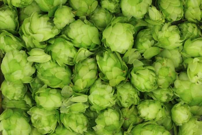 Closeup of harvested fresh hops cones.