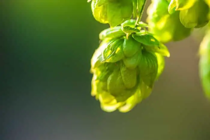 Closesup of sngle hop cone in sunlight.