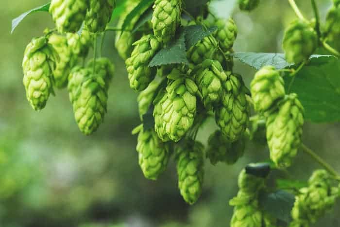 Hops cones growing on plant.
