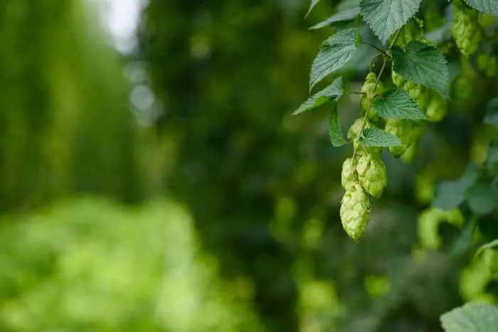 Closeup of hops cones on plant with rows of hops plants in the background.