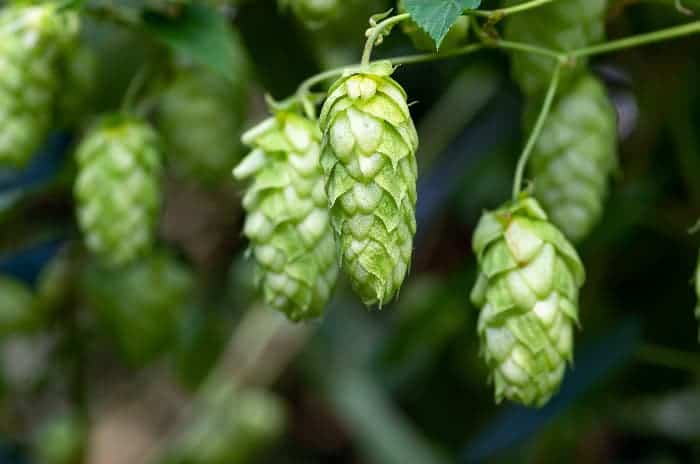 Closeup of long hops cones on plant.