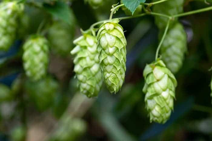 Hops cones on plant.