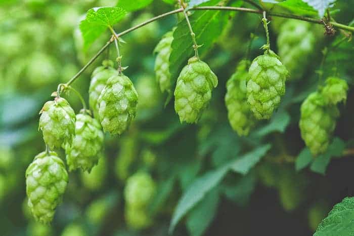 Hops cones on plant.