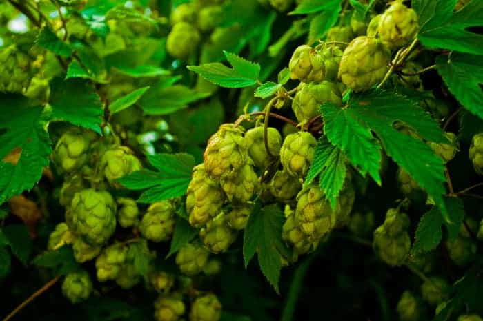 Hops cones growing on plant.