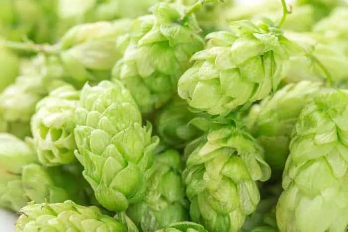 Closeup of fresh hops cones.
