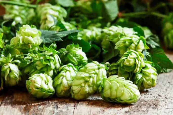 Fresh hops cones on table.