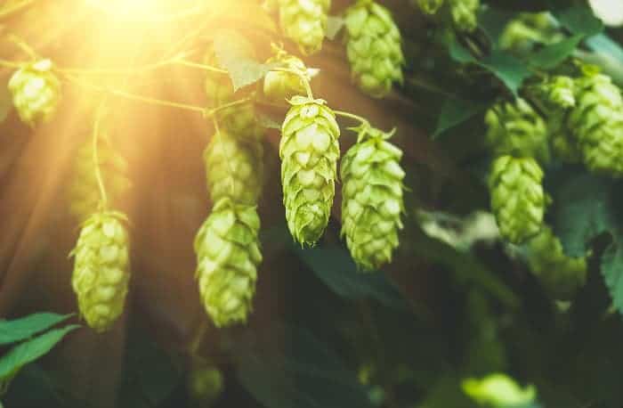 Hops cones on a plant.