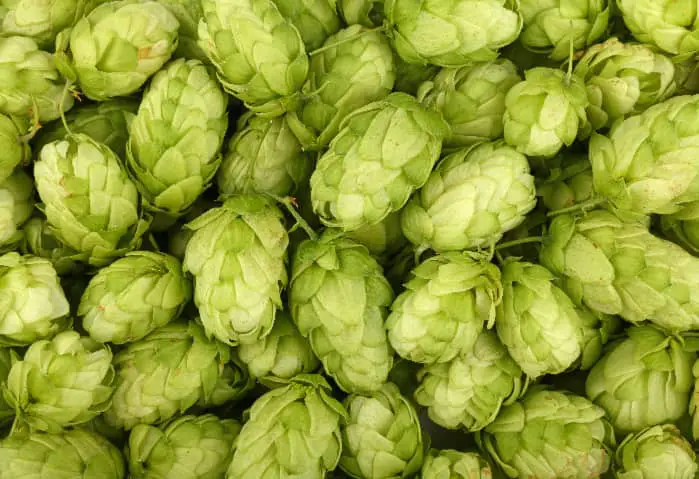 Closeup of fresh hops cones.